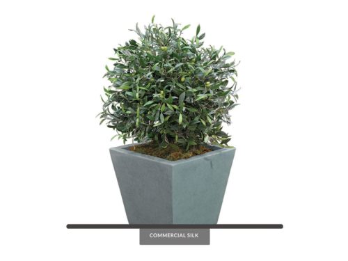 Mediterranean Olive Topiary ID# OMDB33