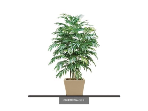 Bamboo Palm Tree, 5' ID# BPC60N