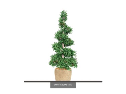 Podocarpus Spiral Topiary ID# PC1S84