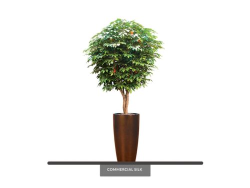 Orange Tree ID# FRTM72