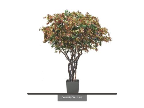 Japanese Maple Tree ID# 5584