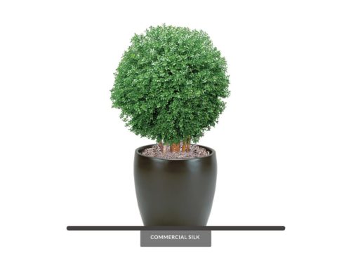 Potted Topiary Balls ID# BOX1B28