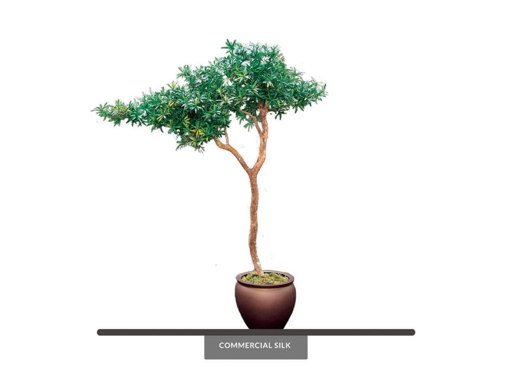 Artificial Divi Divi Tree