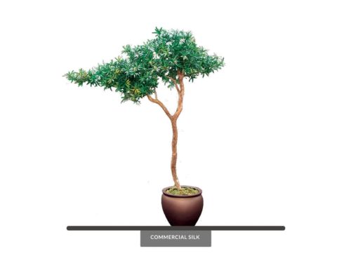 Divi Divi Tree ID# CUSTDIV96