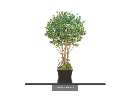  Mangrove Tree ID# MANMX4
