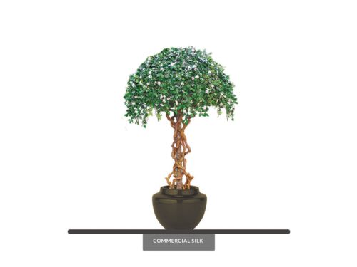 Umbrella Tree, Topiary ID# 4779