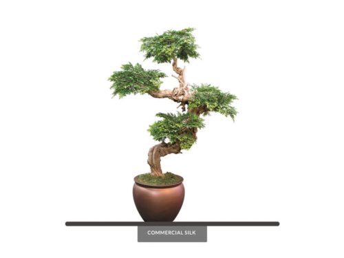 Ming Aralia Bonsai Tree ID# 12397
