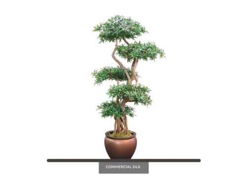 Podocarpus Bonsai Tree ID# CUSTPOBX0