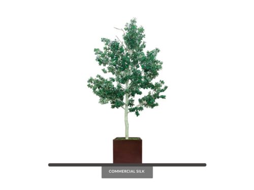 Aspen Tree, Single Stem ID# ASP1X6