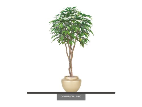 Chestnut Tree ID# 14714