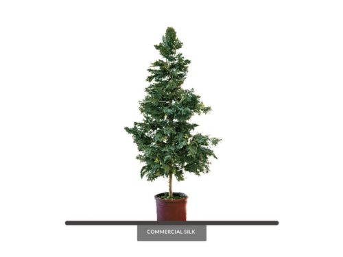 Cedar Tree ID# CED1X2