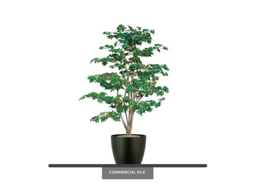 Australian Laurel Tree ID# LAAT72