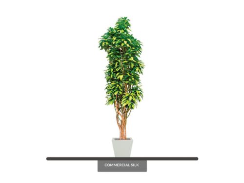 Janet Craig Tree, Columnar, Limelight ID# JCCCX6L