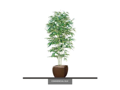 Oriental Bamboo Tree ID# BBCM72