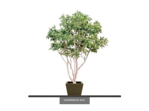 Honey Locust Tree ID# LOCCX4