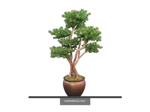 Rocky Mountain Pine Bonsai Tree ID# 12459