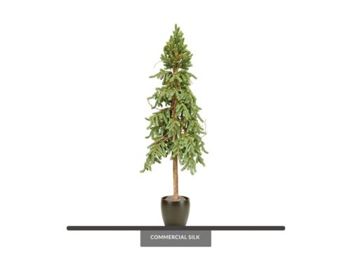 Norway Spruce Tree ID# SPN1X0