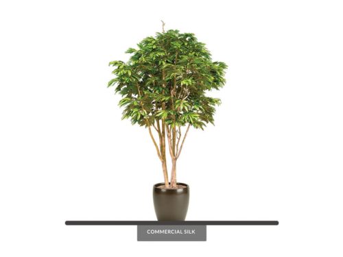 Alii Ficus Tree ID# FASMX0