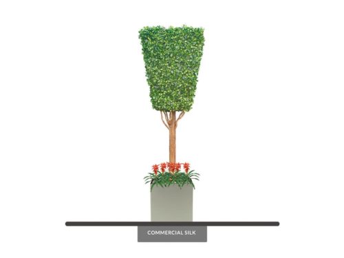 Black Olive Trapezoid, Topiary ID# 14765