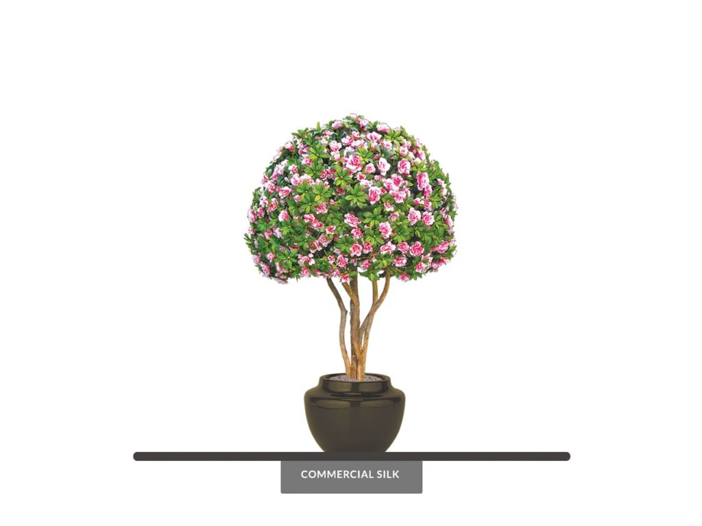 Pink Azalea Bonsai Tree
