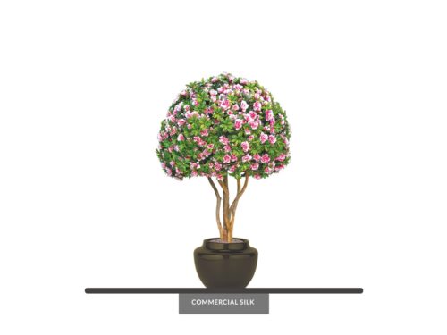 Azalea Bonsai Tree, Flowering ID# 13795