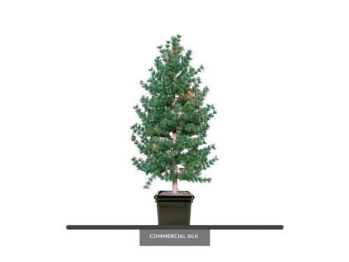 Rocky Mountain Pine Tree ID# PRM184