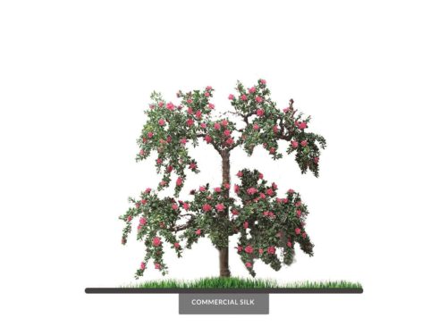 Espalier Azalea Tree, Beauty ID# AZAE96B+