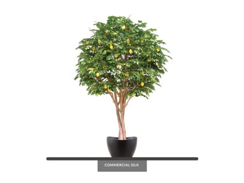 Lemon Tree ID# FRTMX0
