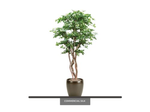 Oriental Black Olive Tree ID# BOOE72