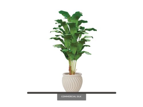 Heliconia Tree ID# HELC96