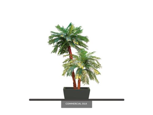 Sago Palm Tree ID# PSG272