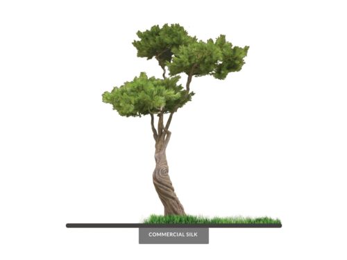 Japanese Bonsai Tree ID# 3178