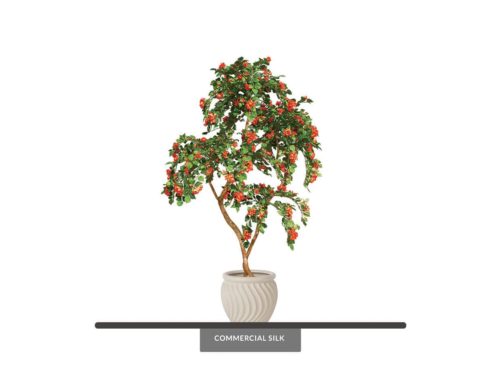 Bougainvillea Tree, Flowering, Tangerine ID# BOUM84