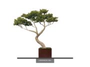 Monterey Pine Bonsai Tree ID# 4300