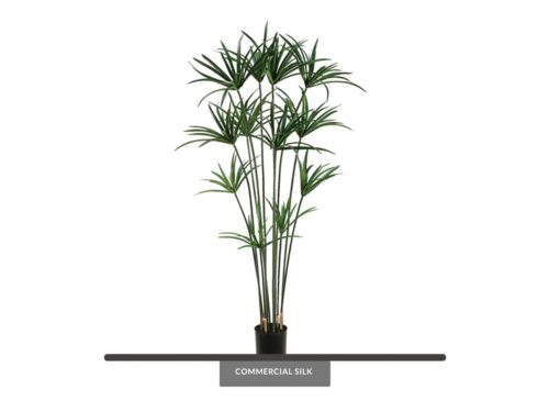 Egyptian Papyrus Tree ID# CRG-591GTLS