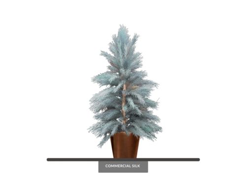 Limber Pine Tree, Outdoor ID# PLB172B+