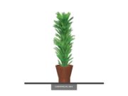 Limber Pine Tree, Columnar, Outdoor ID# PLBC84G+
