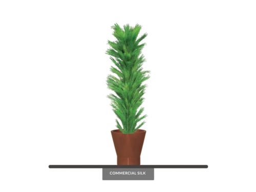 Limber Pine Tree, Columnar, Outdoor ID# PLBC84G+