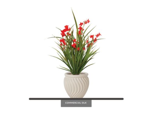 Bush Freesia Plant ID# FRE122R++