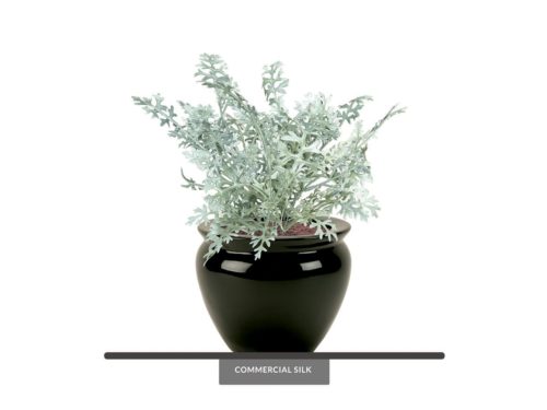 Dusty Miller Bush (exterior) ID# DSM114+