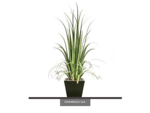Tall Ornamental Grass Plant ID# P4251PS