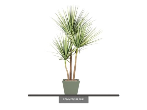 Desert Yucca Tree ID# P8381PS