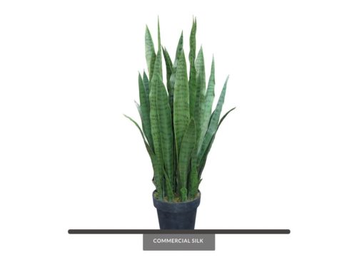 Sansevieria (exterior) (green) ID# SANM34G+