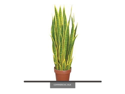 Sansevieria (exterior) (yellow/green) ID# SANM34YG+