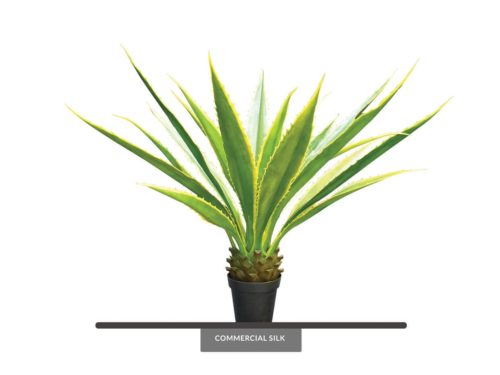 Agave Bush ID# AGV149YG+