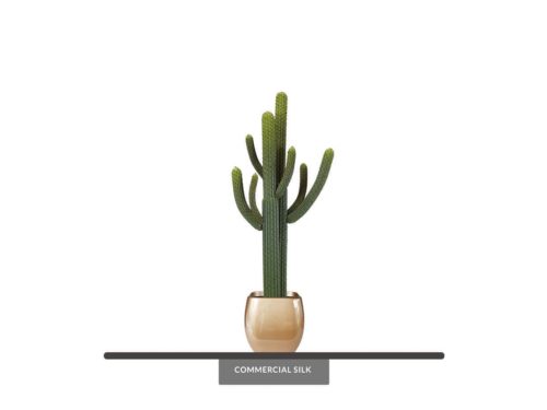 Spined Cactus Plant ID# P1016PS