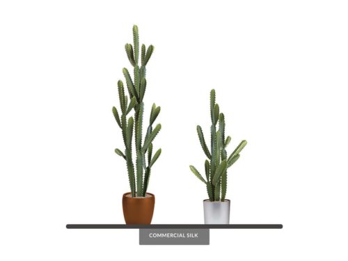 Arizona Cactus Plant ID# P2016PS