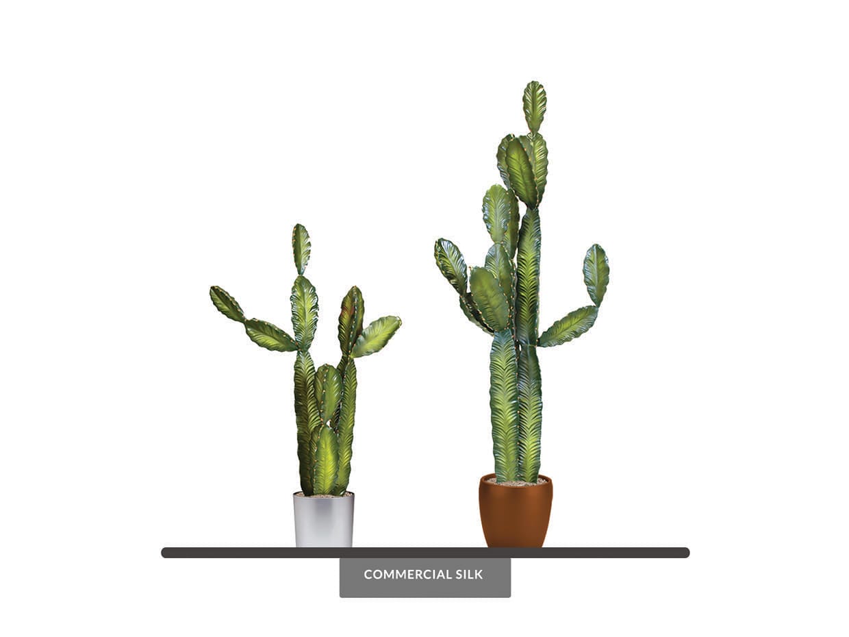 Texas Cactus Plant