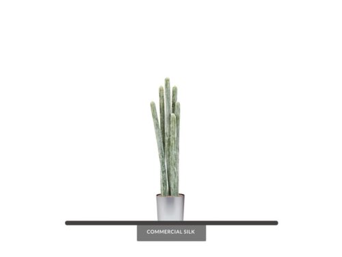 Desert Cactus Plant ID# P4016PS