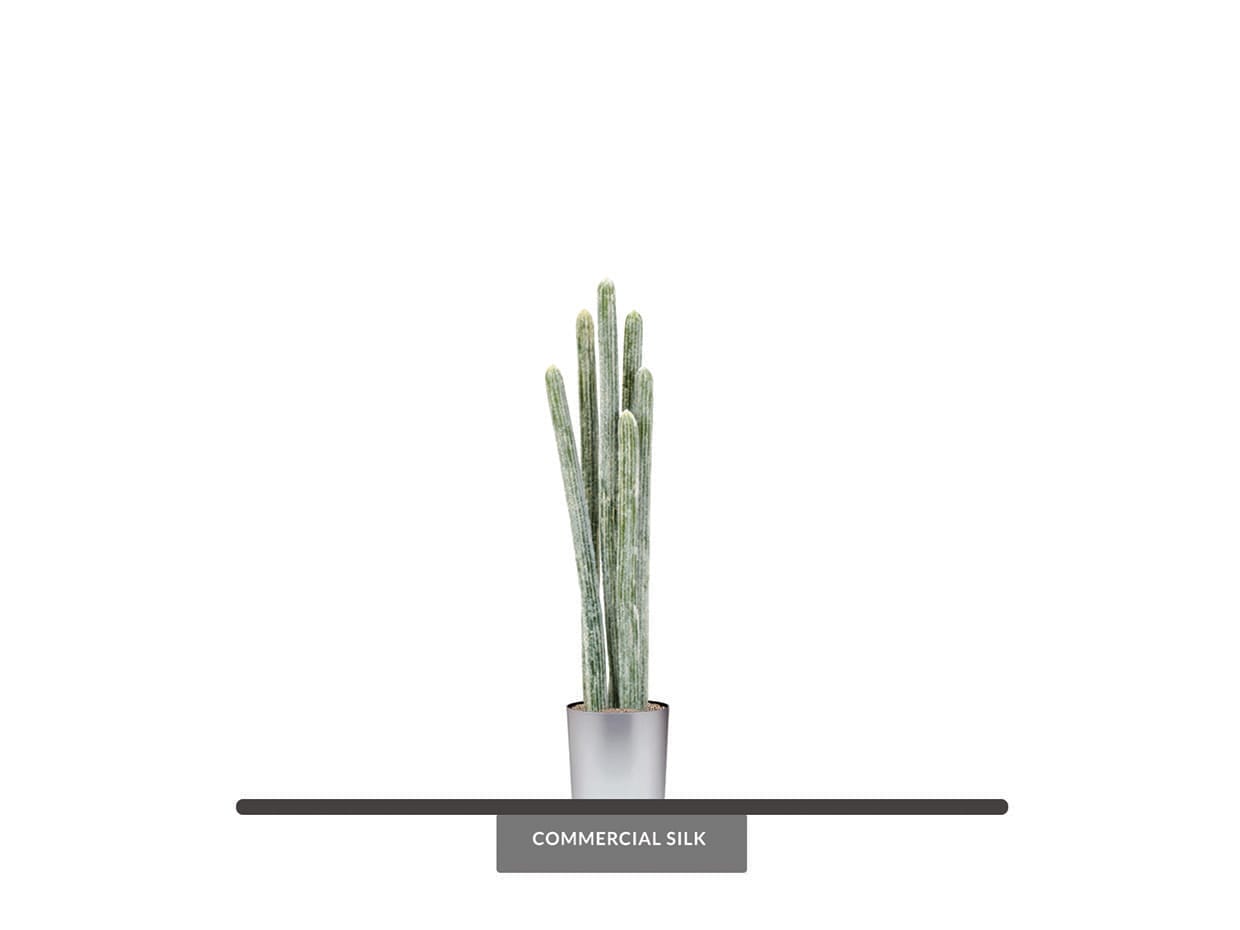 Desert Cactus House Plant